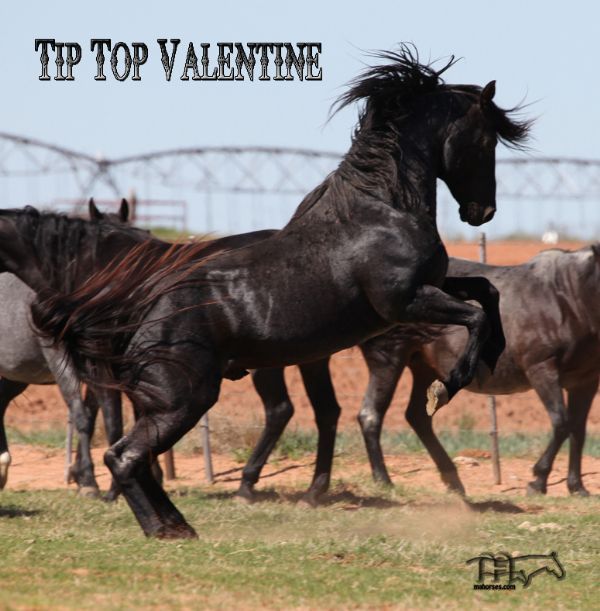 Tip Top Valentine